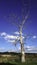 Dead tree skeleton, iconic in the landscape of South Limburg near Lemiers, a small village on the border of the Netherlands.