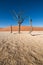 The dead tree skeletons surrounded by desert sand dunes in the clay pan of Deadvlei in Sossusvlei, Namibia.