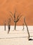 The dead tree skeletons surrounded by desert sand dunes in the clay pan of Deadvlei in Sossusvlei, Namibia.