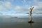 Dead Tree Stands Alone in Chincoteague Bay