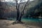 A dead tree stands by a crytal clear lake in zagorohoria greece