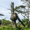 Dead tree stump with bulbous growth Olympic National Park