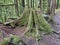 Dead tree stump covered green moss within the Olympic rainforest