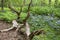 A dead tree stump in the forest between the ferns and the bluebells