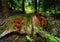 Dead tree stump moss grown, decayed and wormy old wood, green moss growing on the old tree trunk, surrounded with fresh grass and