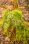 Dead tree stump overgrown with Polytrichum commune, Cladonia fimbriata