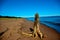 Dead tree stump on a sandy beach along the Lake Shore