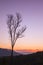 Dead tree at sunset twilight background