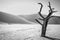 Dead tree in Sussusvlei in black and white.