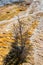 Dead Tree on a Travertine Terrace