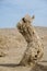 Dead tree trunk in the Gobi Desert