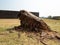 Dead Tree Trunk of Khorasani Tamarind in Mandu