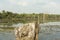 Dead tree trunk in Neak Pean lake near Angkor Wat. Cambodia