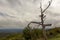 a dead tree trunk on top of a hill in blue ridge mountain range overlooking the scenery