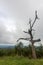 a dead tree trunk on top of a hill in blue ridge mountain range overlooking the scenery