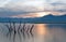 Dead tree trunks and branches poking out of drought stricken Lake Isabella at sunrise in the Sierra Nevada mountains in Central Ca