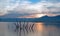 Dead tree trunks and branches poking out of drought stricken Lake Isabella at sunrise in the Sierra Nevada mountains in Central Ca