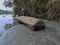 Dead tree trunks caught in a shallow river on a steep, bushy bank early in the morning.