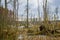 Dead tree trunks in a swamp near Poratz