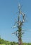 Dead tree at Trustom Pond