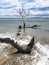 dead tree turned into driftwood Ukumehame Beach Park in Maui Hawaii