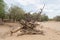 Dead tree in the Ugab River, Namibia