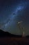 Dead tree under the milkyway