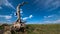 A dead tree: The view of the prairie