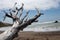 Dead tree washed up the beach reaching towards the sky