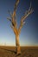 Dead tree at the wasteland of Lake Argyle at sunset with blue sky as background at the outback in Australia