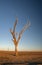 Dead tree at the wasteland of Lake Argyle at sunset with blue sky as background at the outback in Australia