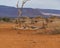 Dead tree at a waterhole, background thatched roof house at the Namib Naukluft National Park