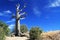 Dead Tree on Windy Point Vista on Mt. Lemmon