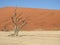 Dead trees against the background of a dune. Deadvlei, Sossusvlei, Namibia.