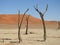 Dead trees against the background of the dune. Deadvlei, Sossusvlei, Namibia.