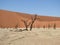 Dead trees against the background of the dune. Deadvlei, Sossusvlei, Namibia.
