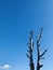 Dead trees against blue sky. up view.