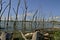 Dead trees along shoreline