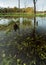 Dead trees in Arcot Pond.