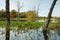 Dead trees in Arcot Pond.