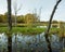 Dead trees in Arcot Pond.