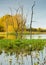 Dead trees in Arcot Pond.