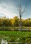 Dead trees in Arcot Pond.