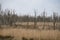 dead trees at the Baltic Sea. Dead forest. Damaged vegetation. National park