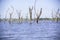 Dead trees with bare branches and bark standing upright in the water