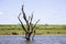 Dead trees with bare branches and bark standing upright in the water