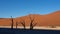 Dead trees and branches at Deadvlei pan, Sossusvlei National Park, a popular tourist destination in Namibia. The shadow of a dune