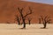 Dead Trees in Deadvlei