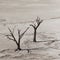 Dead trees of Deadvlei, Namib Desert