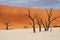 Dead trees. Deadvlei. Sossusvlei. Namib-Naukluft Park. Namibia